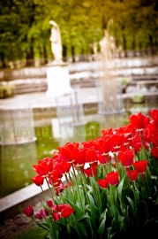 Tulipes aux Tuileries, Paris