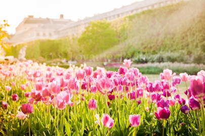 Jardins du Palais-Royal au printemps, Paris