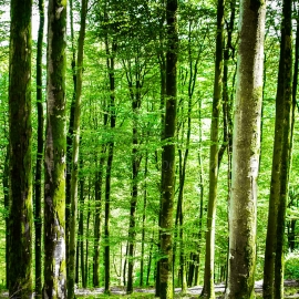 En balade en forêt, Vosges