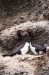 Couple de cormorans de Magellan