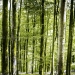 En balade en forêt, Vosges